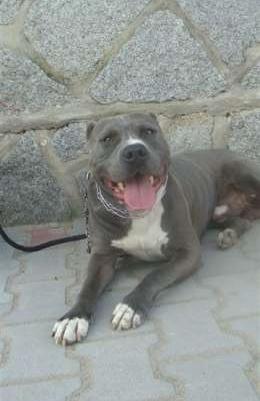 Amstaff amstaff amstaffy błekitne reproduktor