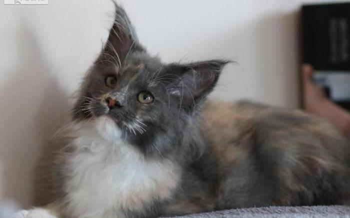 błekitna szylkretka maine coon ADELA Enklawa*PL z rodowodem FIFE Rodowód