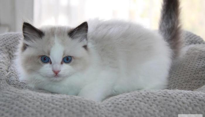 Ragdoll kocięta z hodowli Castillo Cat*PL szukają nowego domku . Rodowód