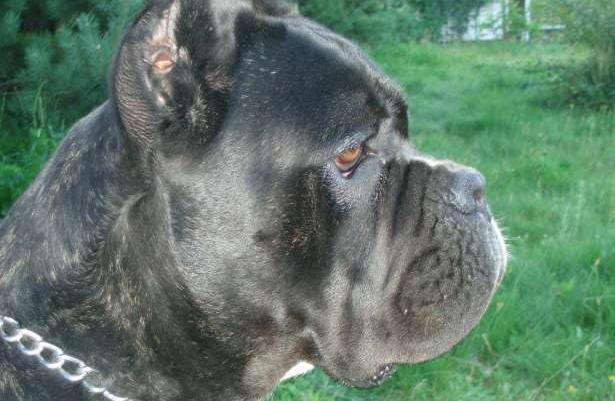 Reproduktor Cane Corso - krycie