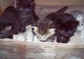 4 tygodniowe kotki mieszańce MAINE COON'a oddam w odpowiedzialne ręce