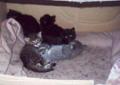 4 tygodniowe kotki mieszańce MAINE COON'a oddam w odpowiedzialne ręce
