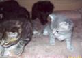 4 tygodniowe kotki mieszańce MAINE COON'a oddam w odpowiedzialne ręce