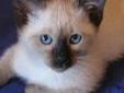 9-cio tygodniowe, szczepione kotki syjamskie z niebieskimi oczami po r