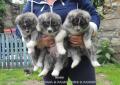 Akita - Akita Japońska - akita inu - srebrno - pręgowana suczka