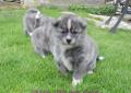 Akita - Akita Japońska - akita inu - srebrno - pręgowana suczka