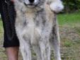 AKITA , Akita japońska - pręgowany pies 12 miesięczny Rodowód