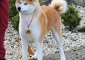 ** AKITA INU - akita japońska - szczenięta po imporcie z Japonii ** Rodowód