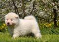 Akita Inu - Szczeniaki – biały piesek Rodowód