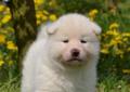 Akita Inu - Szczeniaki – biały piesek Rodowód