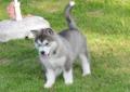 Alaskan Malamute Rodowod ZKwP Szczeniaki Rodowód