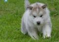 Alaskan Malamute Rodowod ZKwP Szczeniaki Rodowód