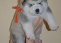 Alaskan Malamute Rodowod ZKwP Szczeniaki Rodowód