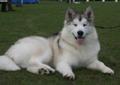 Alaskan Malamute , szczenięta , rodowodowe - ZKwP/FCI Rodowód