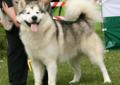 Alaskan Malamute , szczenięta , rodowodowe - ZKwP/FCI Rodowód