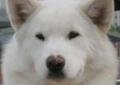 Alaskan Malamute , szczenięta , rodowodowe - ZKwP/FCI Rodowód