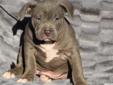 American Bully Extreme BLUE