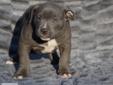 American Bully Extreme BLUE