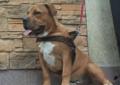 American Bully Rodowód
