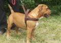 American Bully Rodowód