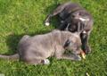 American Bully SZCZENIĘTA RodowódGBKC nie amstaff nie pitbull Rodowód