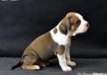 American Staffordshire Terrier, Amstaff z rodowodem FCI, szczenięta Rodowód