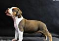 American Staffordshire Terrier, Amstaff z rodowodem FCI, szczenięta Rodowód