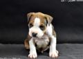 American Staffordshire Terrier, Amstaff z rodowodem FCI, szczenięta Rodowód