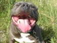 American Staffordshire Terrier BLUE oferta krycia AMSTAFF Rodowód