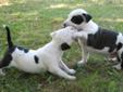Amstaf / amstaff / american staffordshire terrier Rodowód