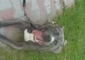 Amstaff amstaff amstaffy błekitne reproduktor