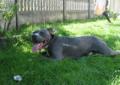 Amstaff amstaff amstaffy błekitne reproduktor