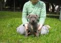 Amstaff Amstaffy Amstaf Amstafy American Staffordshire Terrier BLUE