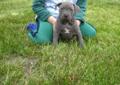 Amstaff Amstaffy Amstaf Amstafy American Staffordshire Terrier BLUE