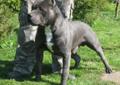 Amstaff Amstaffy Amstaf Amstafy American Staffordshire Terrier BLUE