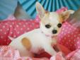 Bardzo ładne psy Chihuahua