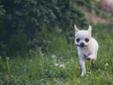 Bardzo ładne psy Chihuahua