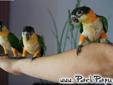 Barwinki Czarnogłowe / Pionites - hodowla papug
