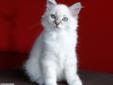 BATUSIA - koteczka Syberyjska- Newa Masquerade z rodowodem WCF Rodowód
