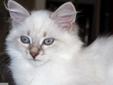 BATUSIA - koteczka Syberyjska- Newa Masquerade z rodowodem WCF Rodowód