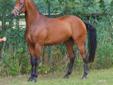 Beautiful young stallion ideal for amateur rider