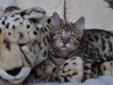 bengalskie kocięta- kocurki i kotki Rodowód
