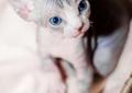 Benito-Cudowny Niebieski kocurek sfinks kanadyjski (sphynx)