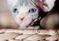 Benito-Cudowny Niebieski kocurek sfinks kanadyjski (sphynx)