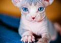 Benito-Cudowny Niebieski kocurek sfinks kanadyjski (sphynx)