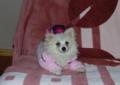 Biała Księżniczka szpic miniaturowy Pomeranian BOO odchowana UNIKAT! Rodowód