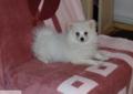 Biała Księżniczka szpic miniaturowy Pomeranian BOO odchowana UNIKAT! Rodowód