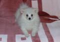 Biała Księżniczka szpic miniaturowy Pomeranian BOO odchowana UNIKAT! Rodowód