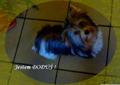 Biewer Yorkshire Terrier . Śliczny YORK - Biewer z paszportem . Rodowód
