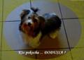 Biewer Yorkshire Terrier . Śliczny YORK - Biewer z paszportem . Rodowód